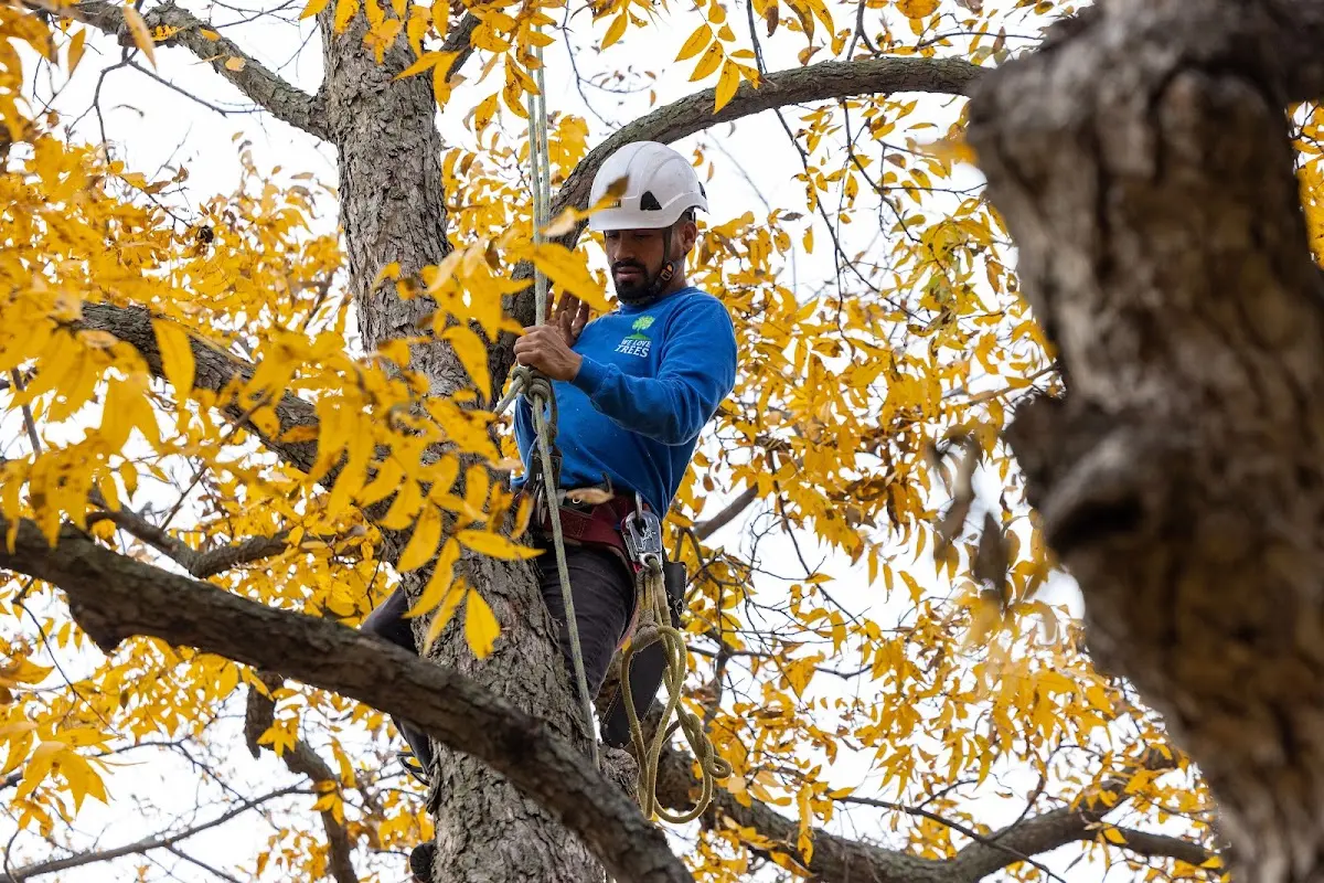 Skilled Tree Transplanting crew working in Mendota