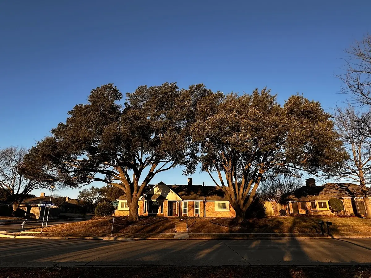 Established residential canopy tree shading a home in Mendota